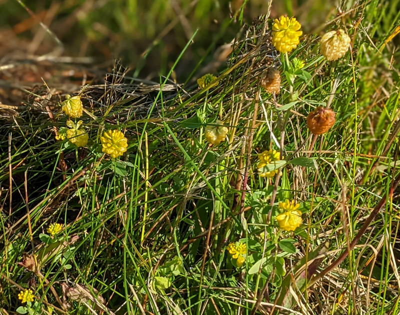 closeup of yellow hop clover flowers in a field