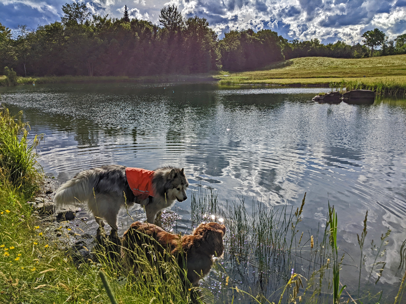 two dogs wading in a pond