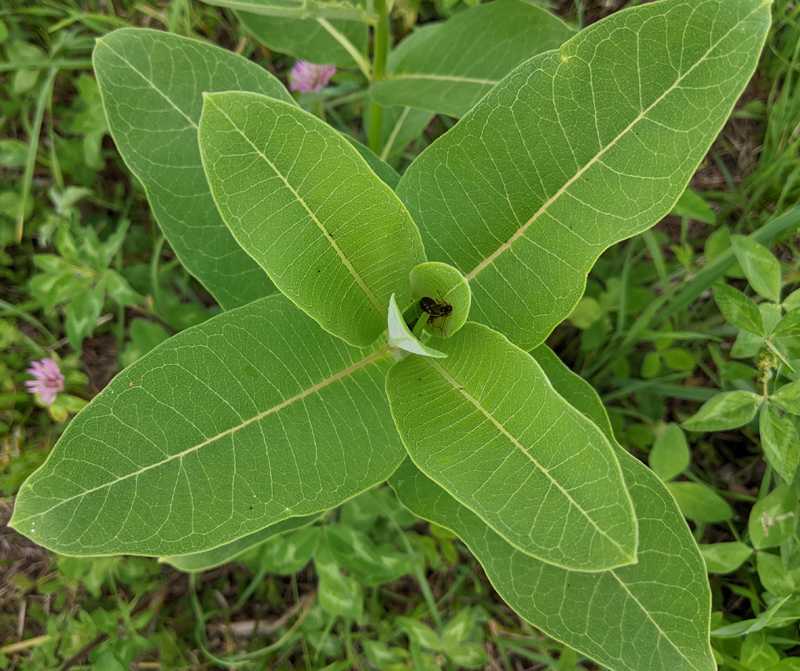 closeup from above of milkweed leaves with two earwigs nestled near the stem
