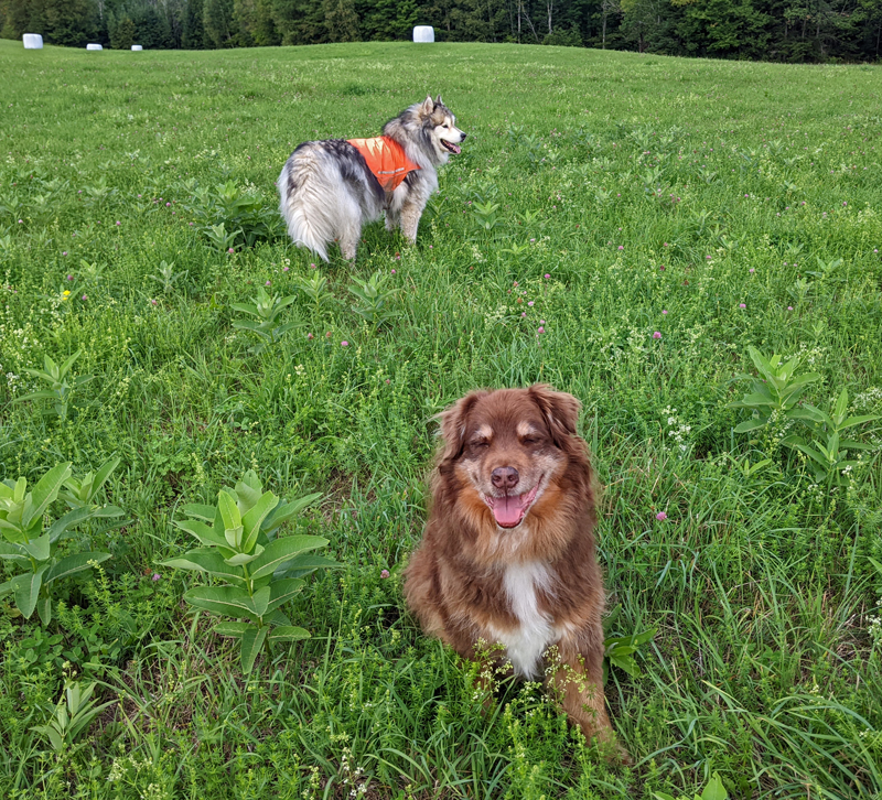 two dogs in an open field of grass, clover and young milkweed plants