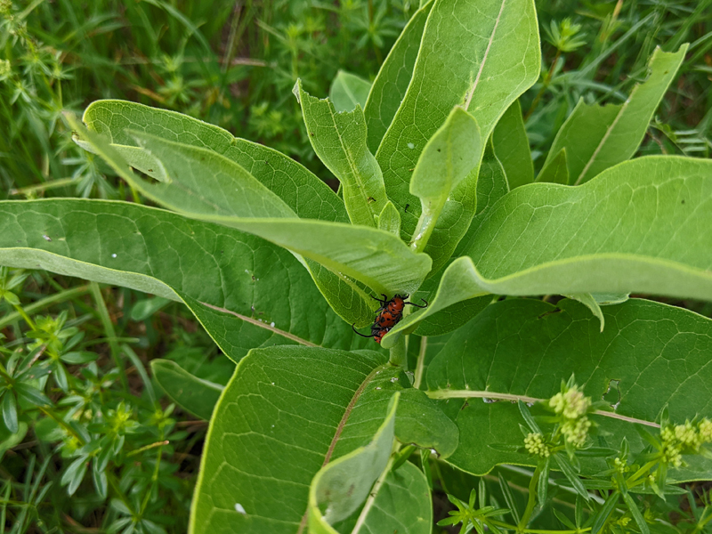 closeup of milkweed leaves with two milkweed beetles, red with black spots, along the stem