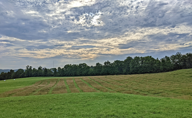 open fiend with a portion cut in a grid pattern, trees and clouds beyond