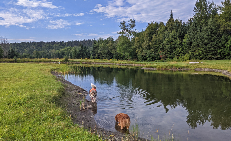 two dogs wading in a pond