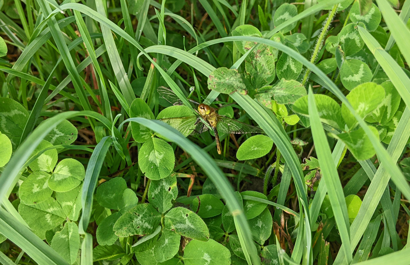 closeup of dragonfly in grass and clover