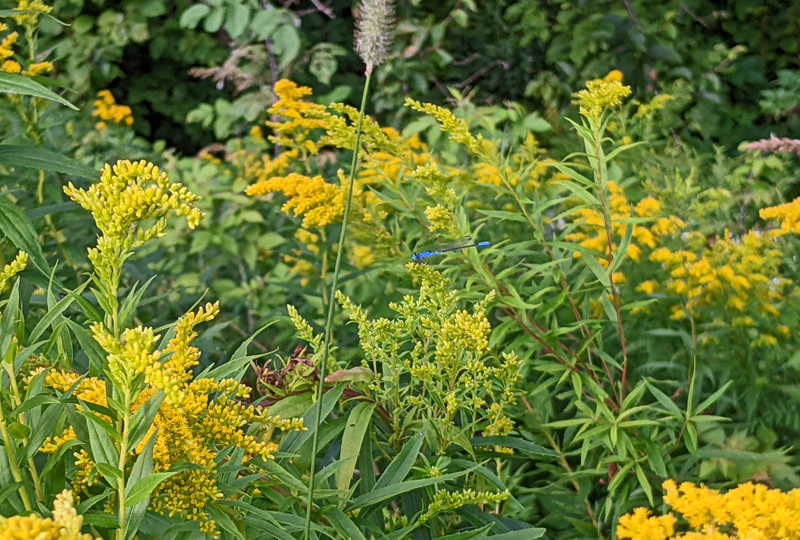 common blue-tailed damselfly on goldenrod flowers