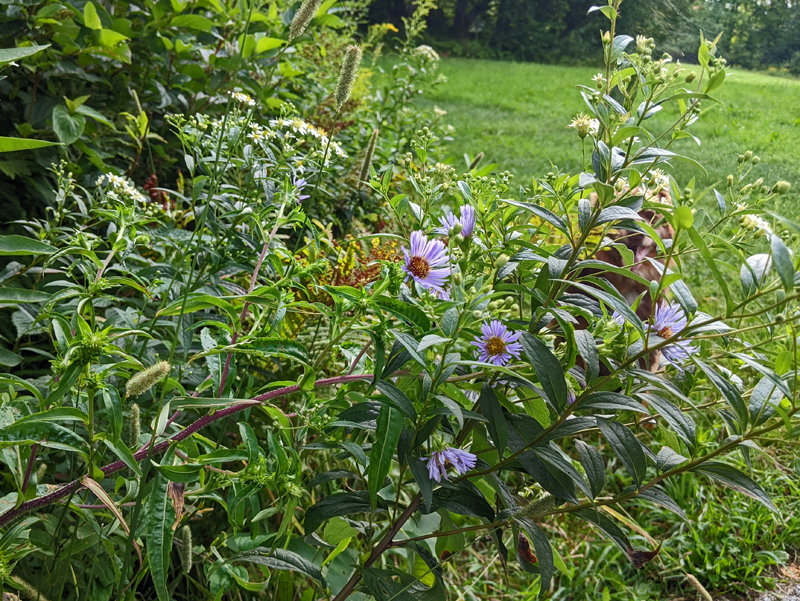closeup of purple-stemmed aster plant with flowers, white parasol flat-top asters nearby and a dog hiding behind