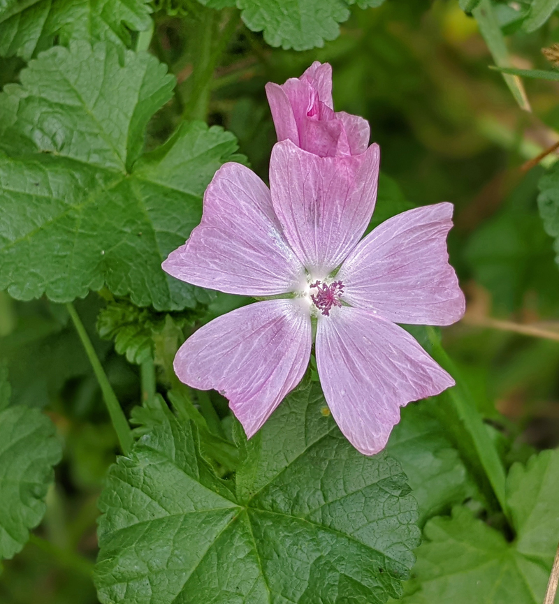 closeup of pink musk mallow bloom
