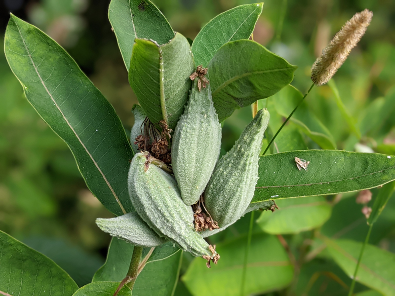 closeup of milkweed seed pods