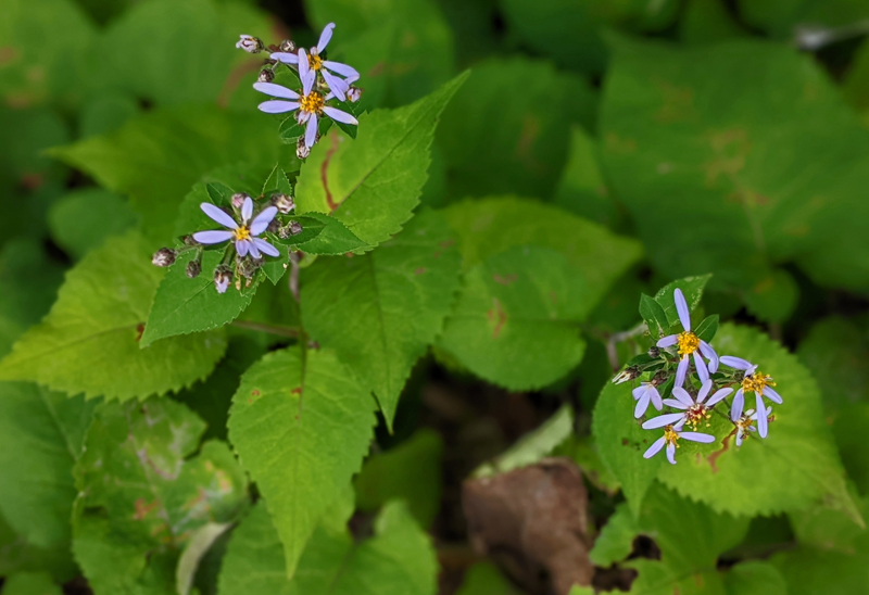 closeup of purple large-leafed aster flowers and leaves
