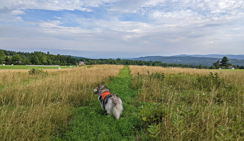 dog in mowed lane of field cut in grid pattern