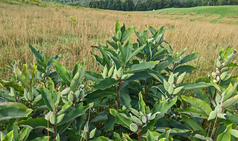 mature milkweed plants in field with seed ponds on each