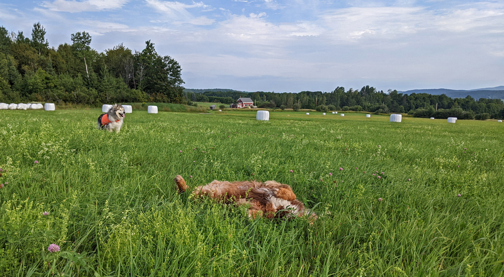 two dogs in field, one rolling on its back with joy