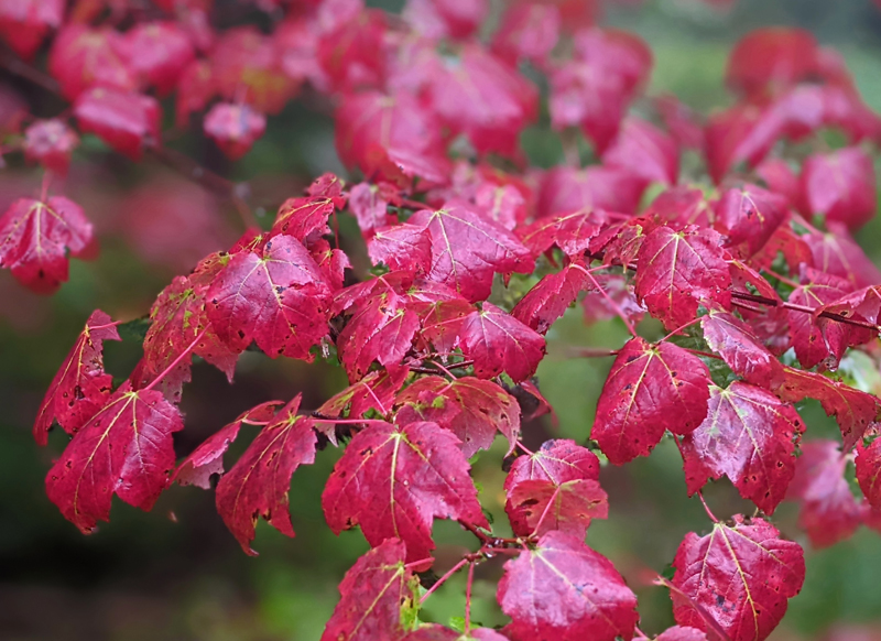 closeup of bright red sugar maple leaves