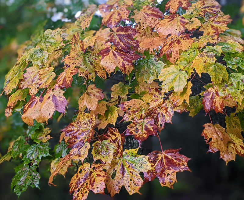 several maple leaves with colors including green, yellow, orange and red