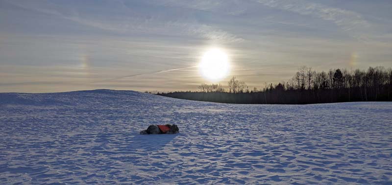 dog on snow, sun and two sundogs on horizon