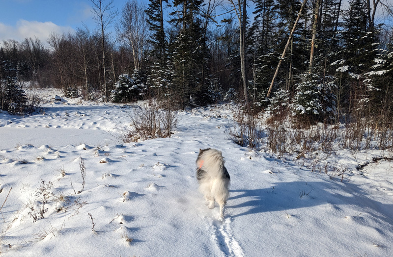 Alaskan Malamute running on path near pond and trees.