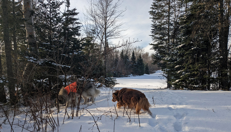 Two dogs on snow among trees searching for snowshoe hare pellets to eat.