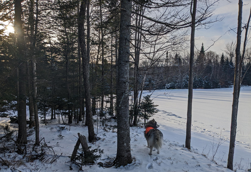 Sun through trees, dog, pond with shadows.
