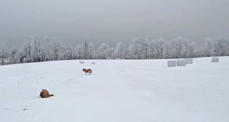 Two dogs in snow-covered field, one rolling with joy.