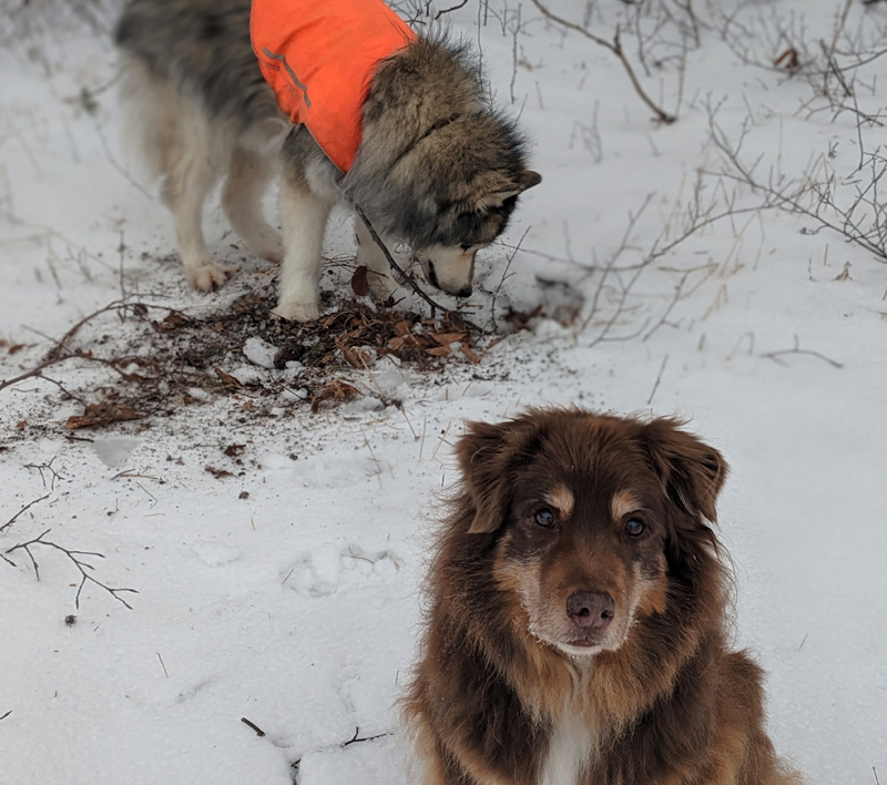 Two dogs in snow-covered field, one digging into leaves and dirt below the snow.