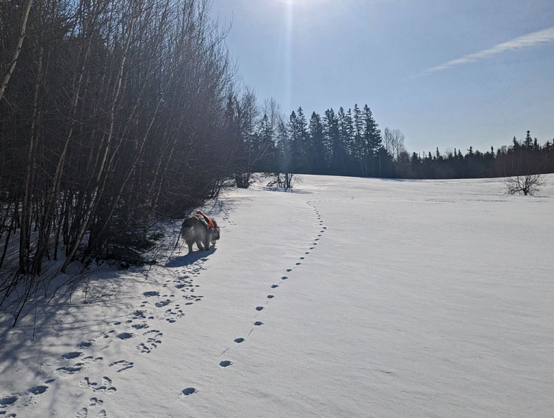 Dog sniffing hare tracks in snow, wild canid tracks to the right, trees and sky in background.