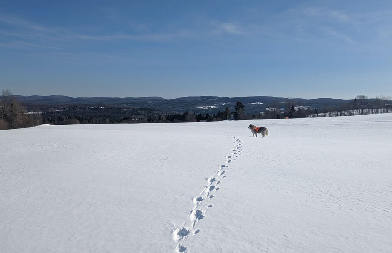 Dog and wild canid tracks across snowy field, dog standing in the middle ground, trees and mountains in the background.