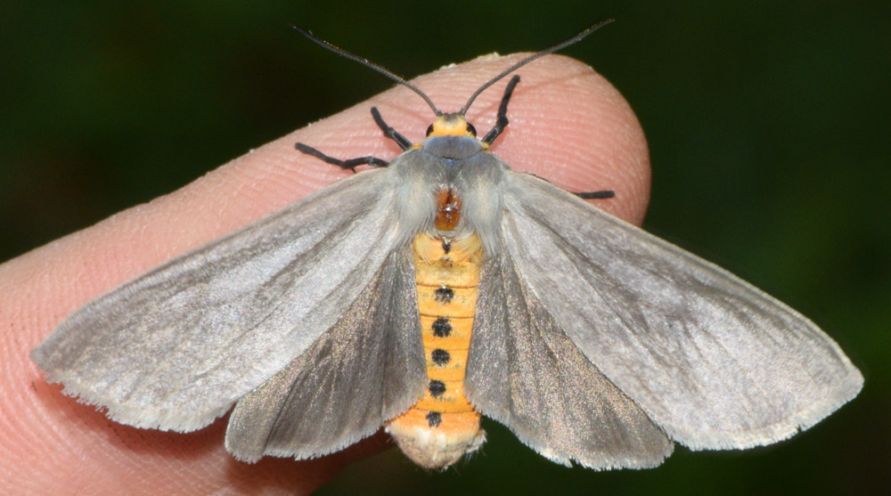 Milkweed tussock moth.