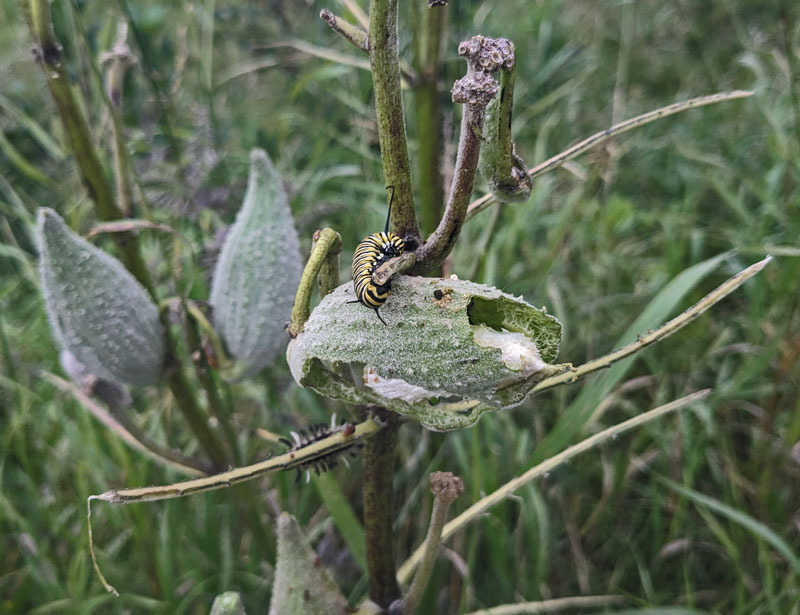 A monarch caterpillar on a milkweed plant.