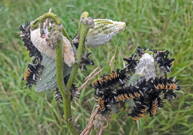 Several milkweed tussock moth caterpillars munching on milkweed seed pods.