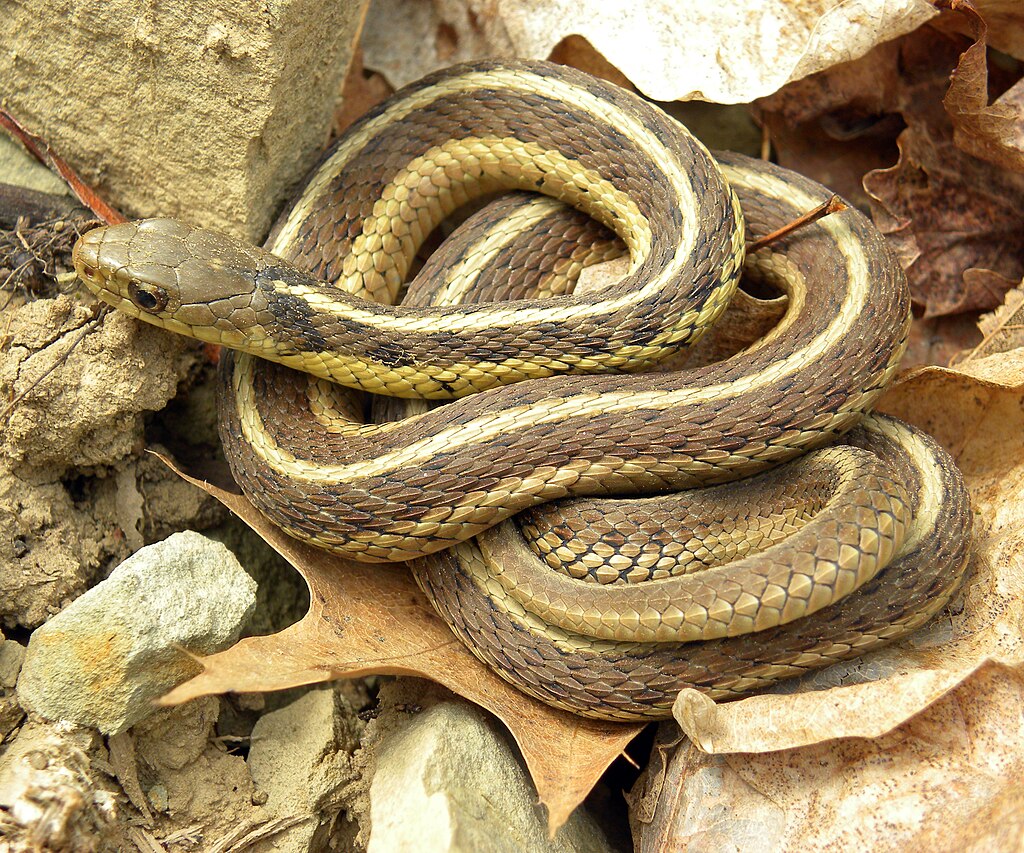 Eastern garter snake curled up on dead leaves and rocks.