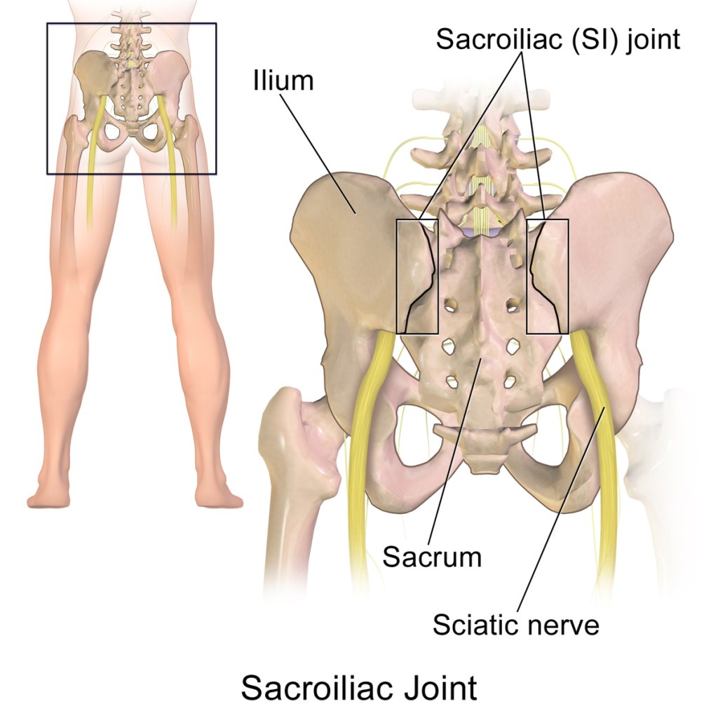 Anatomical illustration of the sacroiliac joint, showing the iliac bones, sacrum, and sciatic nerve with labels identifying each part.